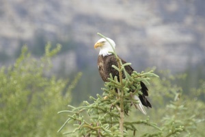 Bald Eagle | Clearwater